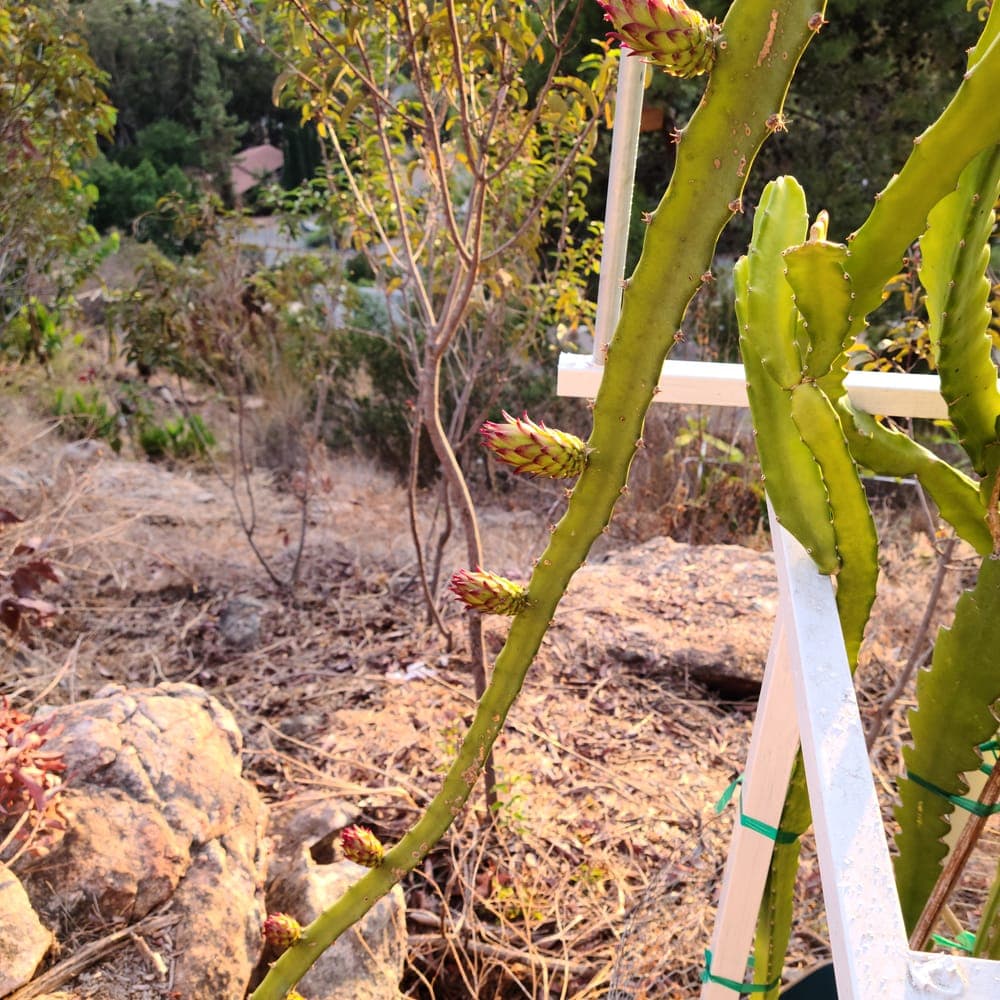 Frankie's Red Dragon Fruit Cutting