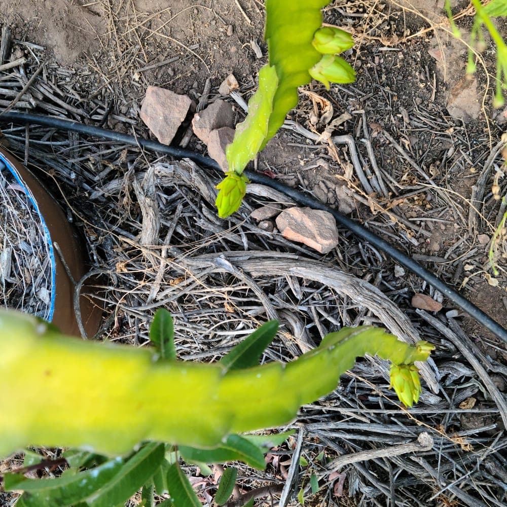 Giant Empress Dragon Fruit Cutting