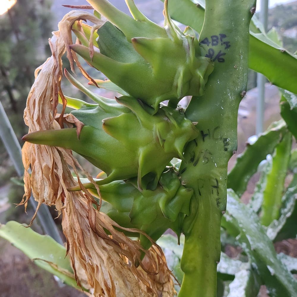 Hana Dragon Fruit Cutting
