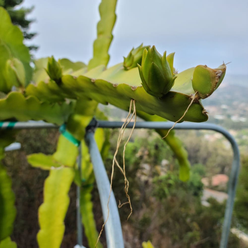 Halley's Comet Dragon Fruit Cutting