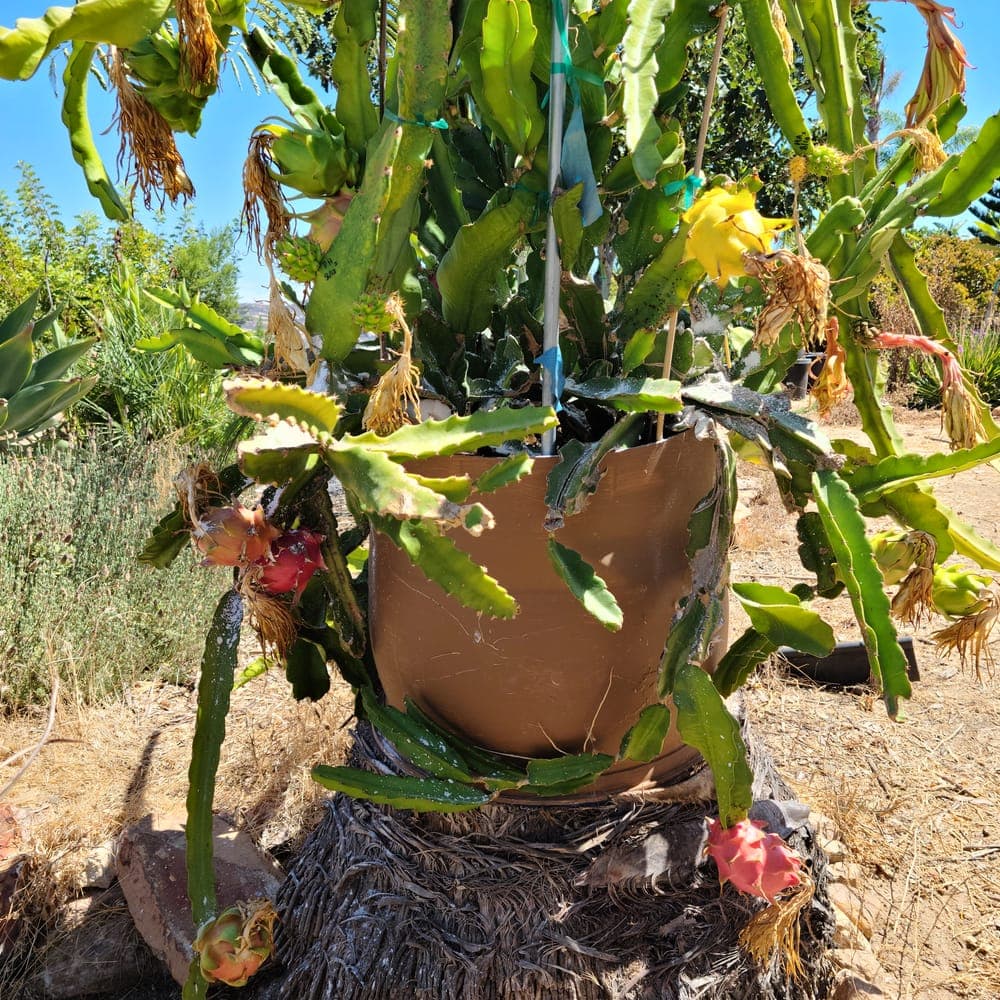 Isis Gold Dragon Fruit Cutting