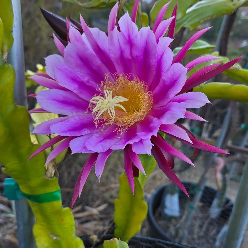 Jade Red Dragon Fruit Cutting