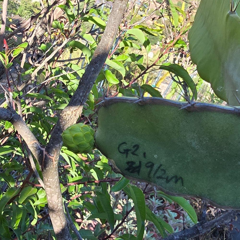 La Catrina Dragon Fruit Cutting