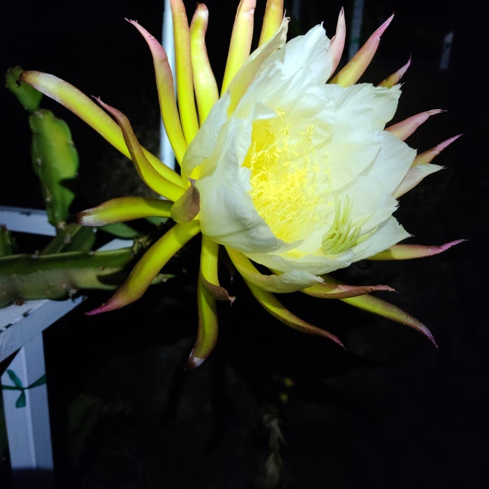 Neon Dragon Fruit Cutting