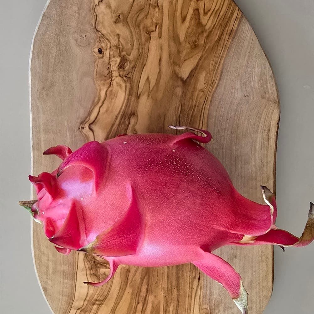Purple Dawn Dragon Fruit Cutting