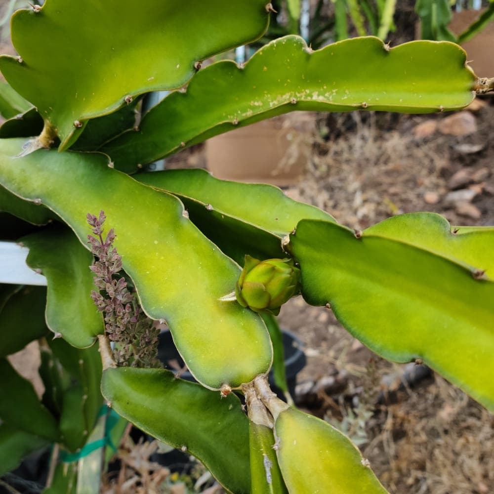 Physical Graffiti Dragon Fruit Cutting