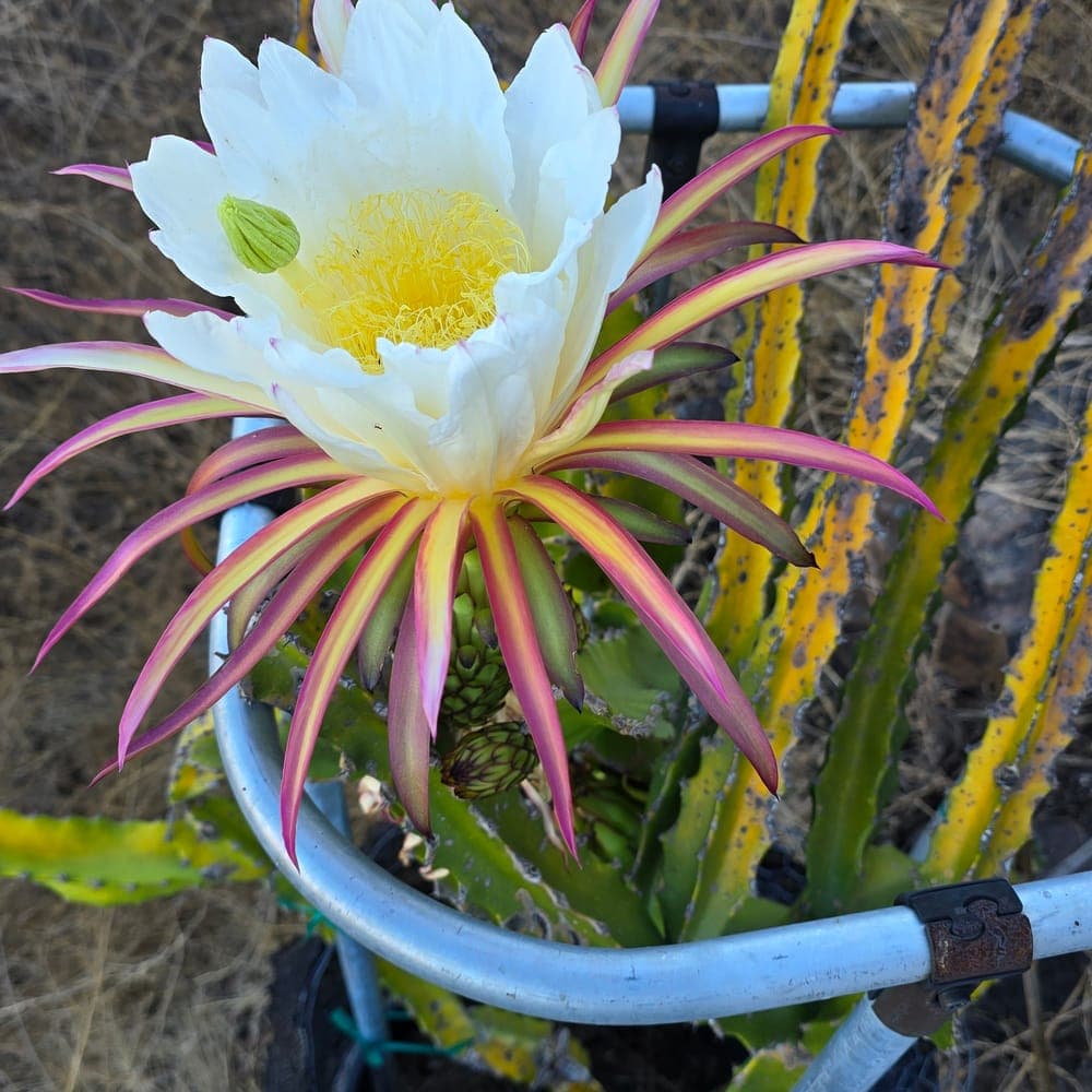 Rainbow Dragon Fruit Cutting