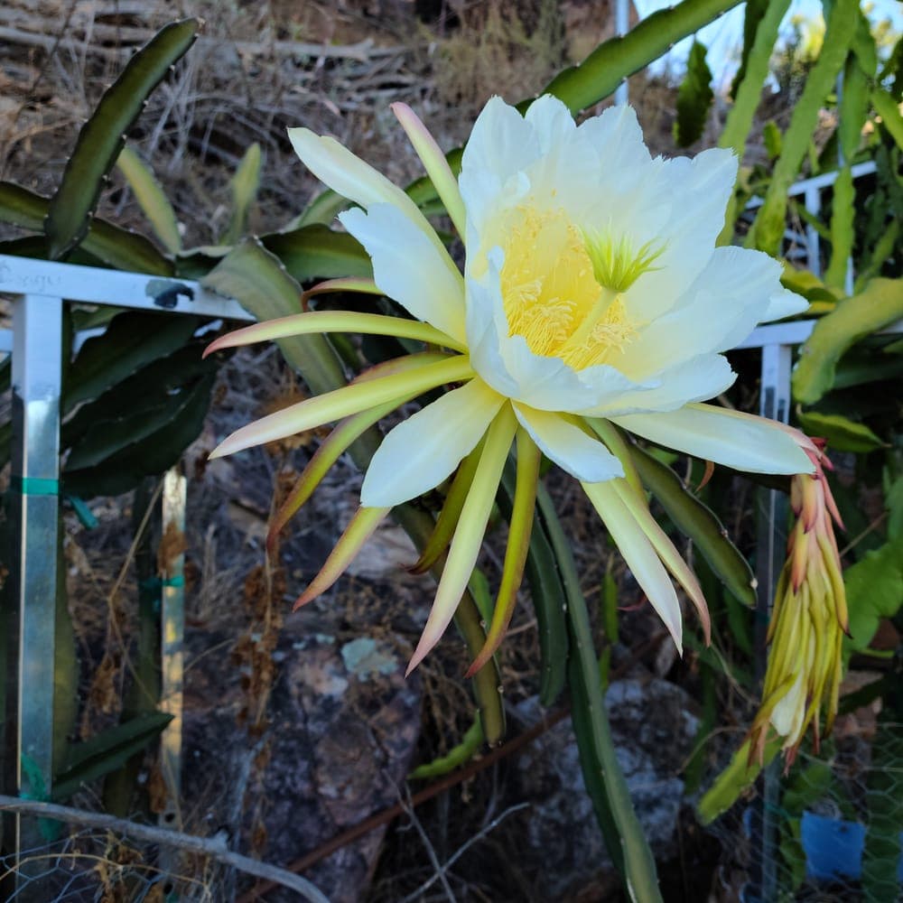 Sugar Dragon Dragon Fruit Cutting