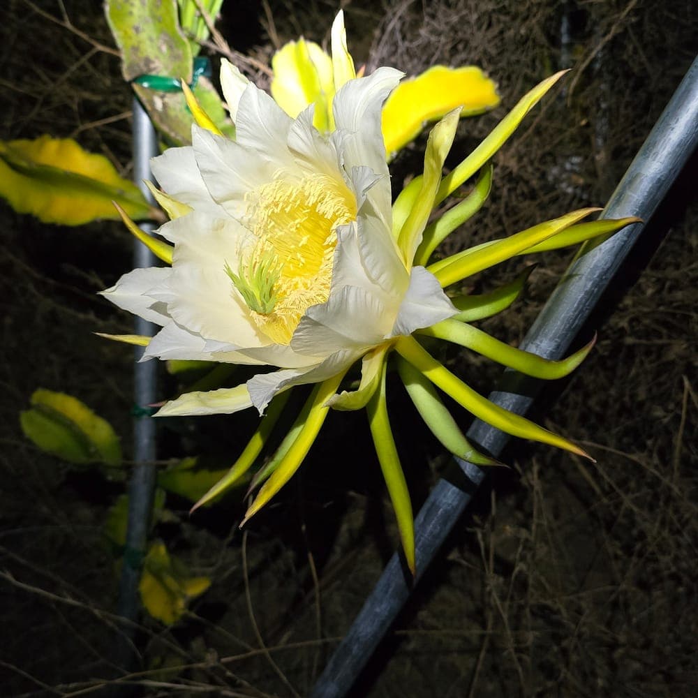 Super Shenron Dragon Fruit Cutting
