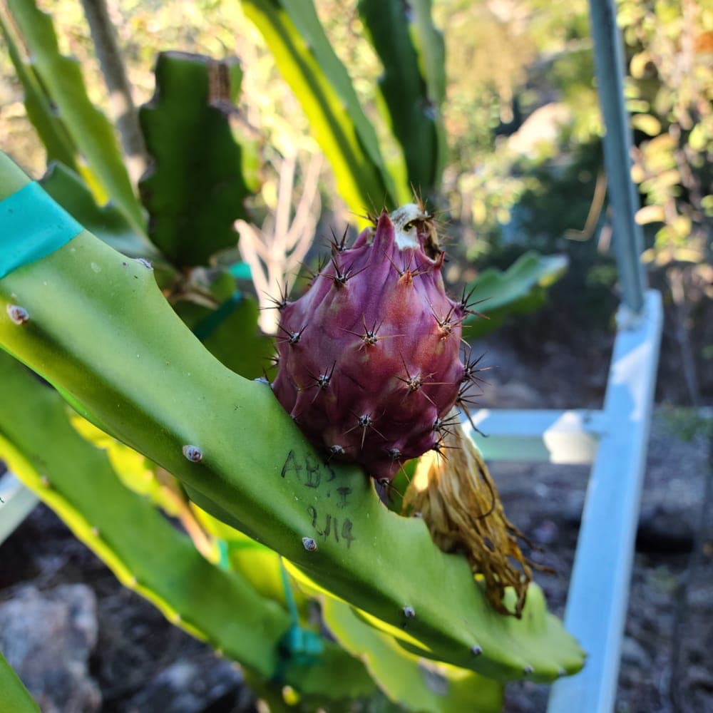 Thick King Dragon Fruit Cutting