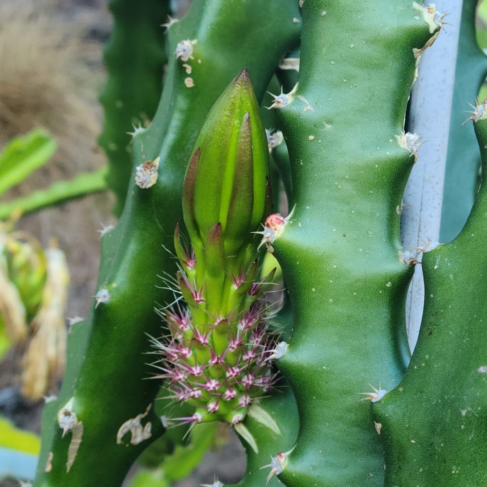 Tasty Dragon Fruit Cutting