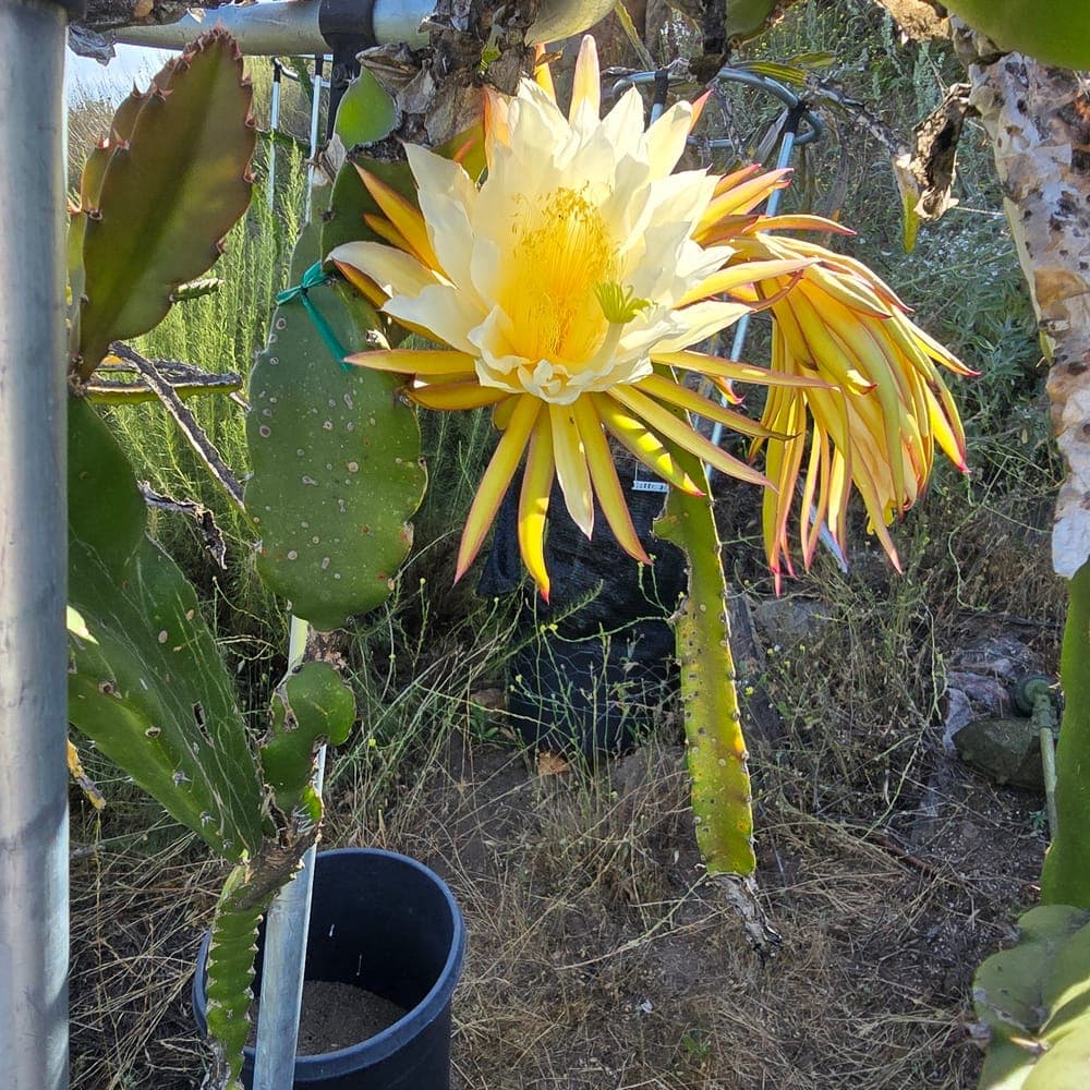 Venus Dragon Fruit Cutting
