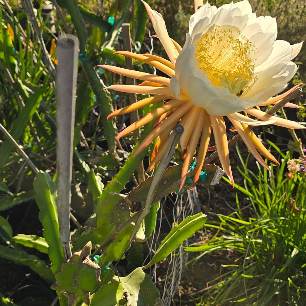 White Crystals Dragon Fruit Cutting