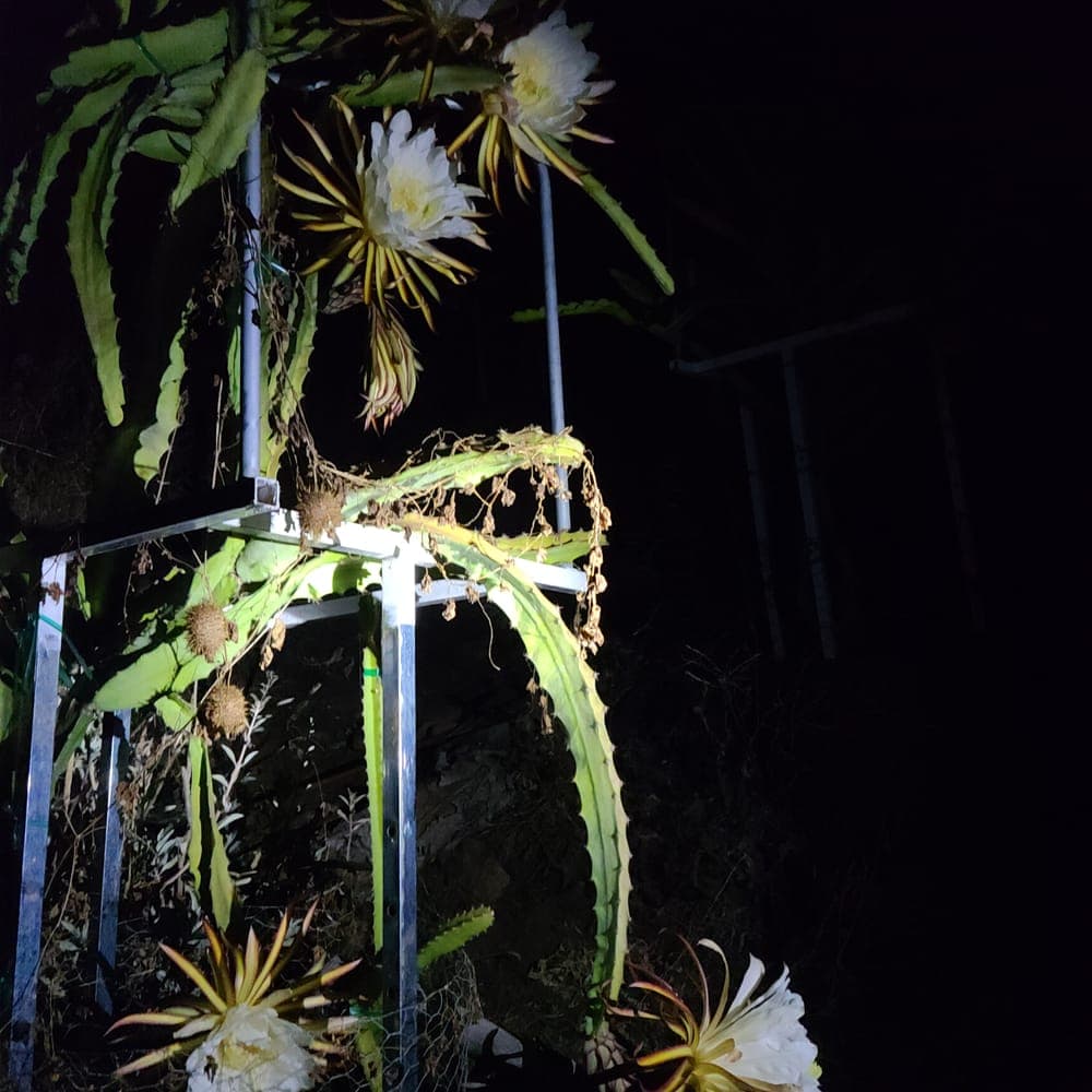 Zamorano Dragon Fruit Cutting