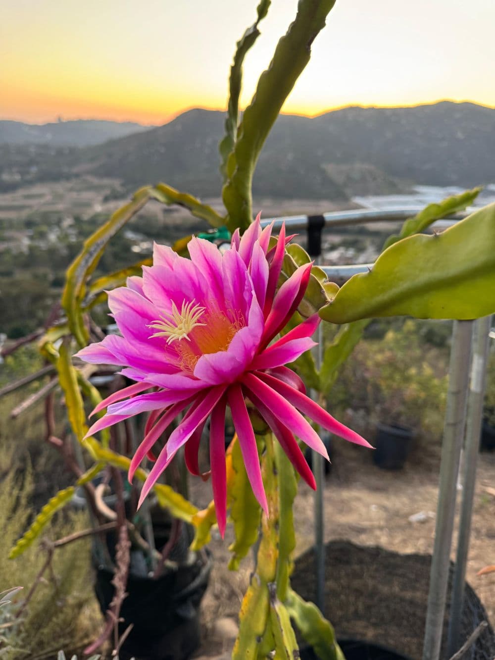 Sky Botanicals — Premium Dragon Fruit