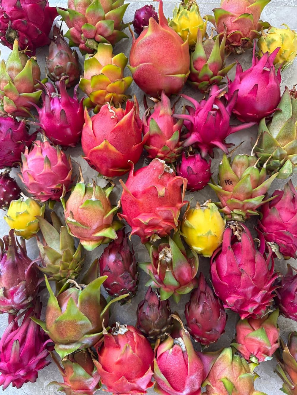 Dragon fruit garden at Sky Botanicals