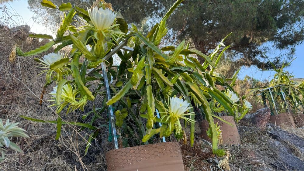 Harvesting fresh dragon fruit