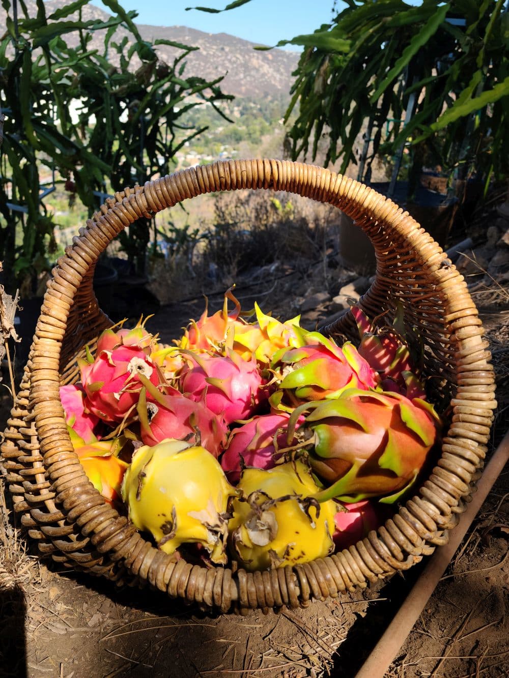 Beautiful dragon fruit flower blooming